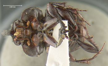 Media type: image;   Entomology 34725 Aspect: habitus ventral view
